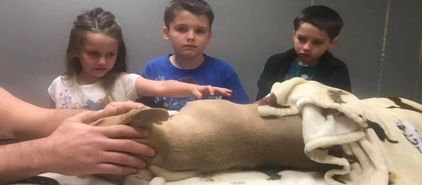 Η αγάπη των ζώων είναι μοναδική - Πιτ μπουλ τα έβαλε με δηλητηριώδη φίδι για να προστατέψει τα αφεντικά του (φώτο)